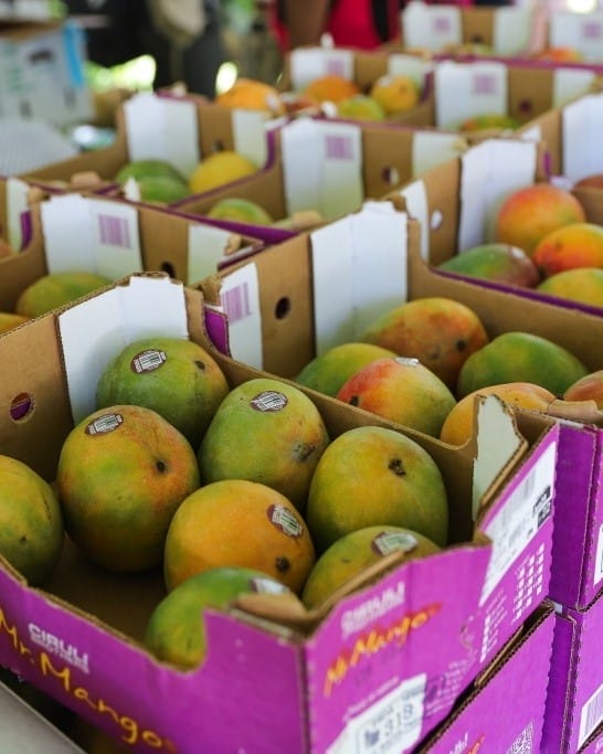 Mango Festival 2025: Miami’s Juiciest Weekend Returns to Fairchild