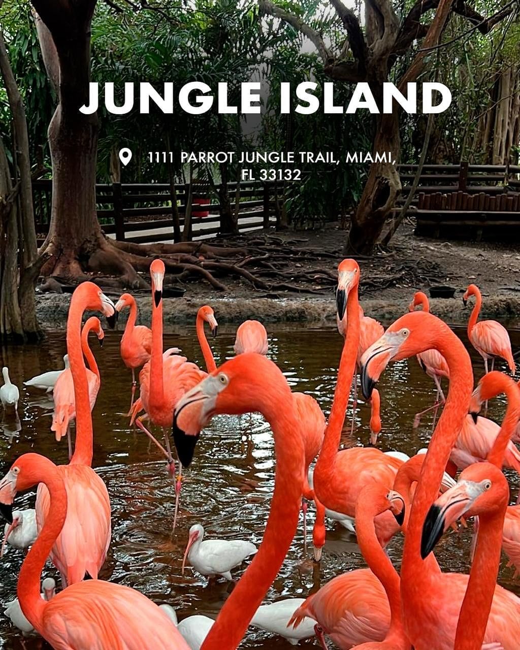  Jungle Island