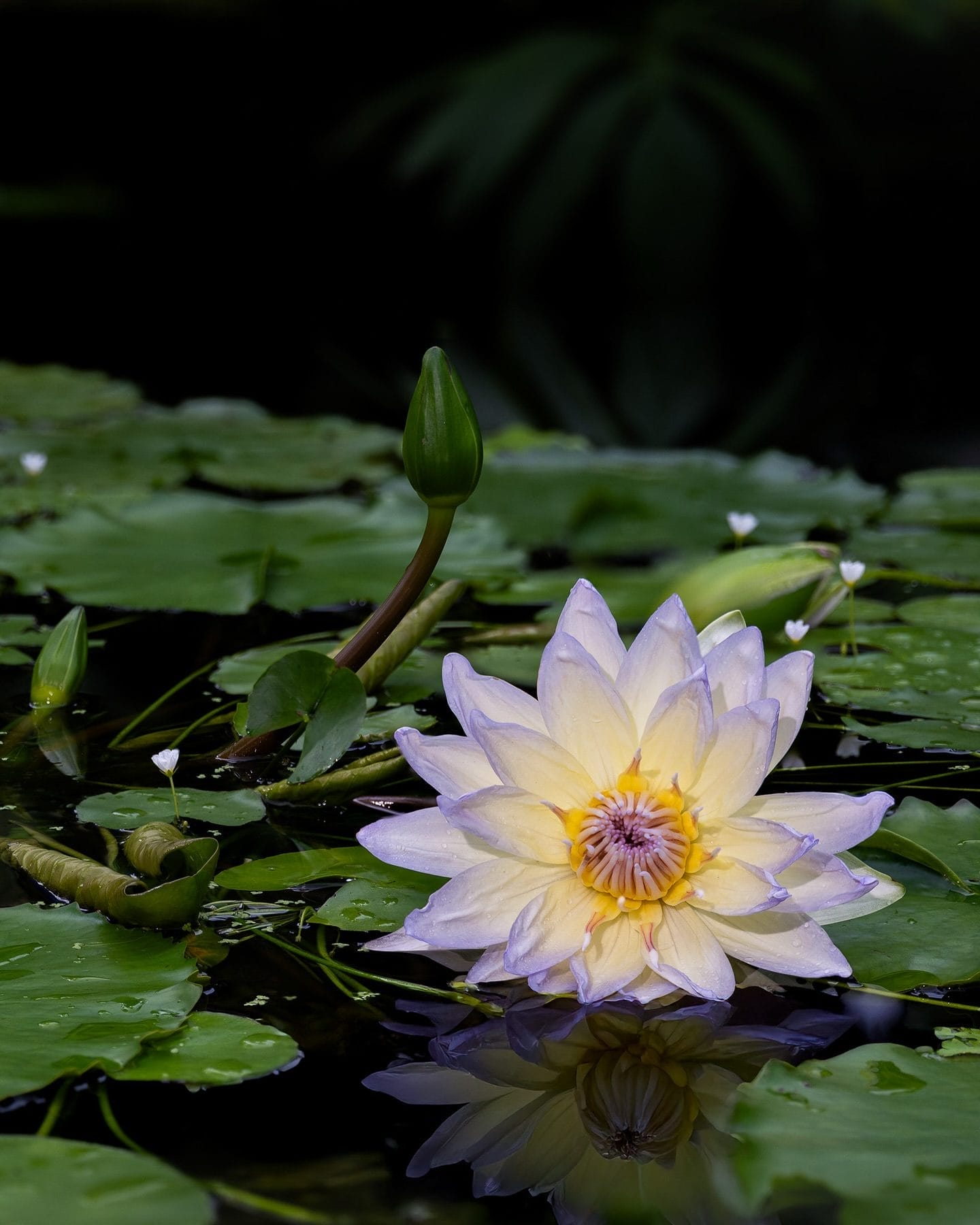 Miami Holiday Festivals 2025